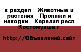  в раздел : Животные и растения » Пропажи и находки . Карелия респ.,Костомукша г.